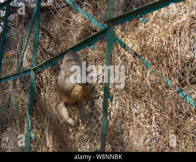 Affen klettern durch Draht Zäune und die Stadt. Raub von Gärten und Häuser Stockfoto