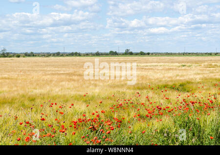 Roten Blüte Mohn in einem Bauern Feld im Welterbe Kulturlandschaft des Südlichen Oland in Schweden Stockfoto