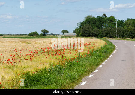 Roter Mohn in einem Feld durch eine kurvenreiche Straße in der Welt Erbe die landwirtschaftliche Landschaft des südlichen Oland in Schweden Stockfoto