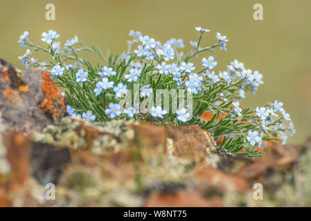 Schönen Blumenstrauß zarte Blau Blumen Alpine Vergißmeinnicht (Myosotis alpestris) auf Steine in den Bergen in der Nähe entwickelt. Stockfoto