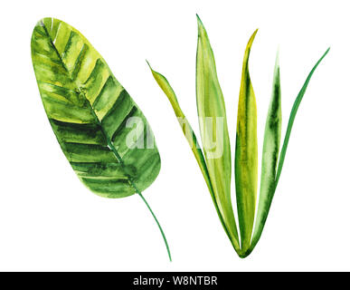 Abbildung: Aquarell Zeichnung botanischen Blätter von exotischen Pflanzen auf einem weißen isolierte Schicht Stockfoto