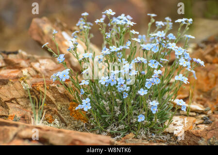 Schönen Blumenstrauß zarte Blau Blumen Alpine Vergißmeinnicht (Myosotis alpestris) auf Steine in den Bergen in der Nähe entwickelt. Stockfoto