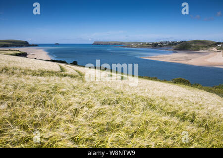 Ein Feld von Weizen in den Wind an der Küste von Cornwall direkt an einem Sandstrand und das blaue Meer in Padstow, Cornwall, Großbritannien mit Platz kopieren Stockfoto