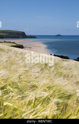 Ein Feld von Weizen in den Wind an der Küste von Cornwall direkt an einem Sandstrand und das blaue Meer in Padstow, Cornwall, Großbritannien mit Platz kopieren Stockfoto