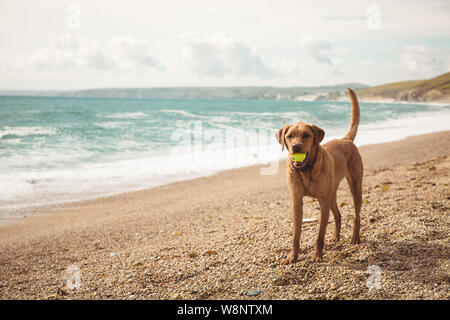 Ein fit und gesund gelben Labrador Retriever Hund stehend auf einem Strand während der Sommerferien und das Spielen mit einem Ball im Maul mit Kopie Raum Stockfoto