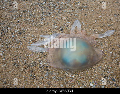 Ein riesiges Fass Quallen auf einem Strand in Cornwall ein Umweltproblem Bild mit Kopie Raum gewaschen Stockfoto