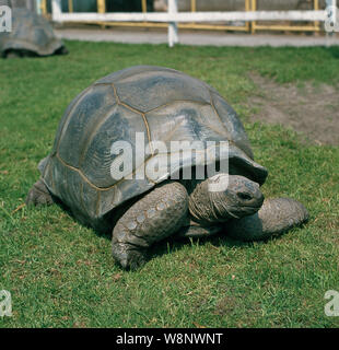 ALDABRA TORTOISE (Aldabrachelys gigantea Geochelone). Weltgrößte Land und Insel lebenden Arten der Schildkröte. Wie eine wilde einheimische Tier lebt auf Aldabra Atholl, Indischen Ozean. ​ Stockfoto