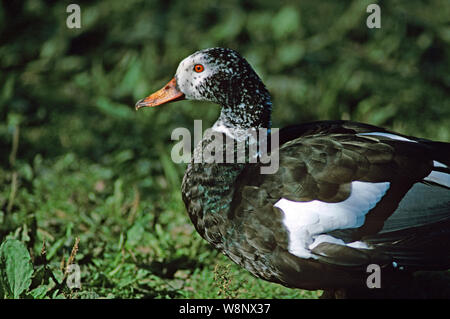 WHITE WINGED HOLZ ENTE Cairina scutulata gefährdeten Arten. Kopf und Vorderwagen; Markierungen variable zwischen Individuen. Stockfoto