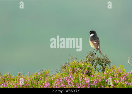 Schwarzkehlchen, Wissenschaftlicher Name: Saxicola rubicola, männliches Schwarzkehlchen thront in bunten Lebensraum Moor mit blühenden lila Heidekraut. Nach links. Reinigen Stockfoto