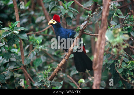 LADY'S ROSS TURACO Musophaga rossae Endemisch Kongobecken, Afrika. Stockfoto