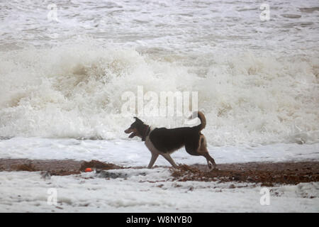 Brighton, Sussex, England, UK. 10 Aug, 2019. Ein Hund spielt am Strand von Brighton in Sussex, wo Winde heute 45 mph und die Wellen in abgestürzt. Credit: Julia Gavin/Alamy leben Nachrichten Stockfoto