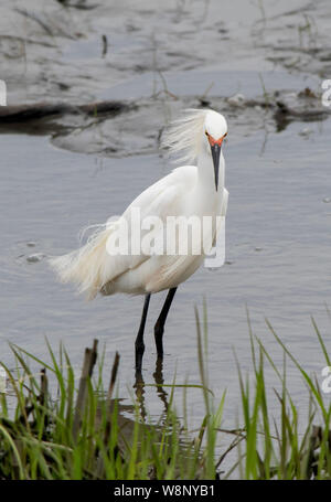 Snowy Egret am Edwin B. Forsythe National Wildlife Refuge in New Jersey Stockfoto