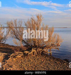 Parc Natural, Bages Bay, Narbonne Frankreich Stockfoto