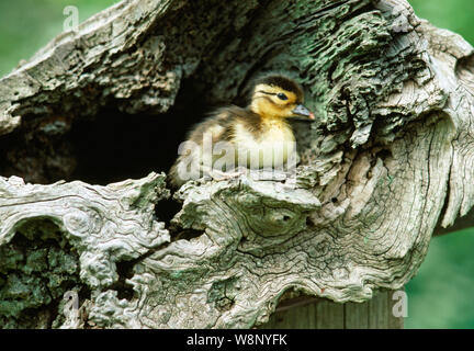 Mandarinente (Aix galericulata). Hatchling", Junge, downy​ Entlein über aus einem Nest in einem hohlen Baumstumpf zu springen. Stockfoto