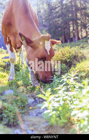 Kuh steht auf einer idyllischen Wiese in den Europäischen Alpen, Österreich Stockfoto