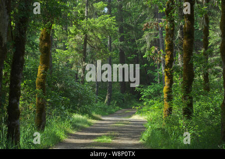 Oder: Douglas County, Cascades, Cavitt schauen vorbei Creek County Park in der Umpqua nationalen Foerst. Unbefestigte Straße durch den Wald in Cavitt schauen vorbei Creek Park Stockfoto