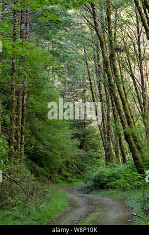 Eine Schotterstraße führt durch einen Wald in Elliott State Forest, in der Oregon Coast Range, in der Nähe von Coos Bay. Stockfoto