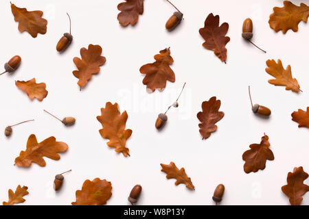 Herbst kreative Hintergrund der Eiche Blätter und Eicheln Stockfoto