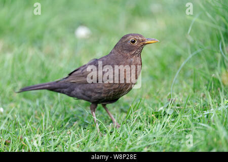 Gemeinsame (Eurasische) Amsel - Turdus merula Weiblichen auf Rasen Stockfoto