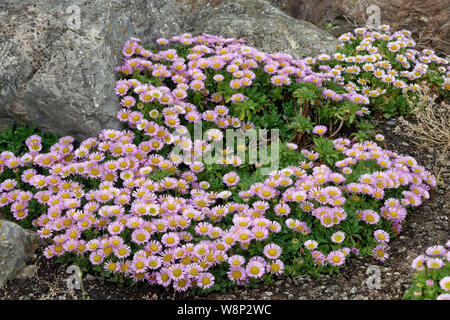 Seaside Daisy - Erigeron glaucus Berufskraut am Meer, Strand Aster, oder Sea Breeze Native der Westküste der USA Stockfoto
