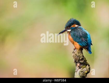 Thront weiblichen Eurasischen/Eisvögel aka Alcedo atthis Stockfoto