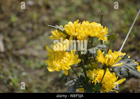 In der Nähe Bild von Kerria japonica, auch als japanische Wunder oder Ringelblume Ringelblume bush Bush im nördlichen New England und als yamabuk bekannt Stockfoto