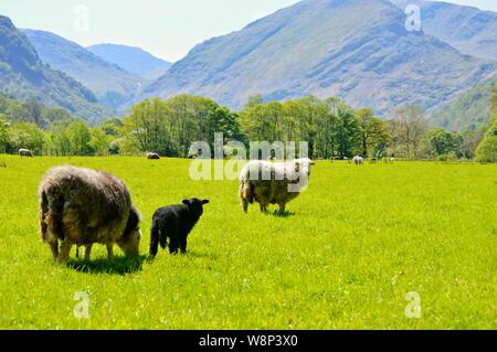 Herdwick Schafe in Borrowdale Stockfoto