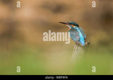Thront weiblichen Eurasischen/Eisvögel aka Alcedo atthis Stockfoto