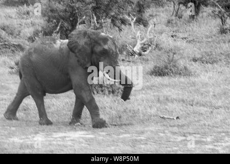 Eine Parade von Elefanten an einem Wasserloch in Schwarz und Weiß - eine große Familie das Roaming in den Wilden Stockfoto