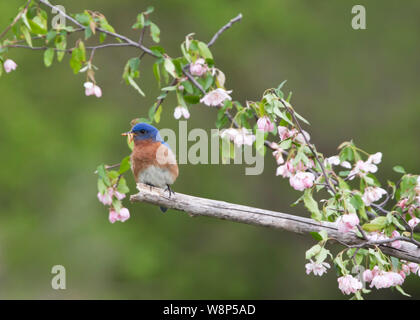 Männliche Eastern Bluebird mit Insekt in rosa Blüten Stockfoto