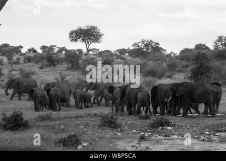 Eine Parade von Elefanten an einem Wasserloch in Schwarz und Weiß - eine große Familie das Roaming in den Wilden Stockfoto