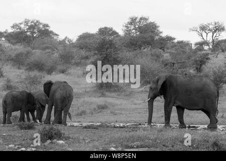 Eine Parade von Elefanten an einem Wasserloch in Schwarz und Weiß - eine große Familie das Roaming in den Wilden Stockfoto