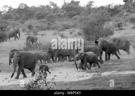 Eine Parade von Elefanten an einem Wasserloch in Schwarz und Weiß - eine große Familie das Roaming in den Wilden Stockfoto