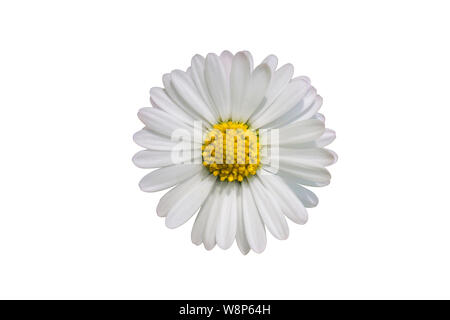 Single daisy flower auf weißem Hintergrund Stockfoto