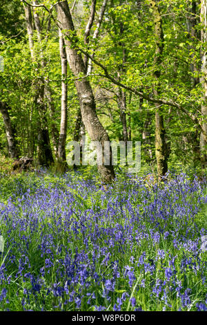 Woodland im späten Frühjahr, mit Glockenblumen, die den Waldboden. Littledale, Lancashire, UK. Stockfoto