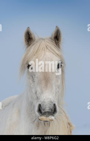 Schnee fiel Ponys auf einem ländlichen Anschluss nach einem Schneesturm, fiel Ende, Cumbria, UK abgedeckt. Stockfoto