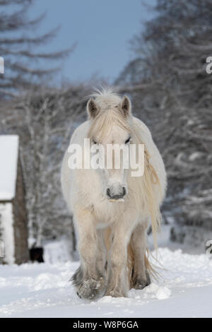 Schnee fiel Ponys auf einem ländlichen Anschluss nach einem Schneesturm, fiel Ende, Cumbria, UK abgedeckt. Stockfoto