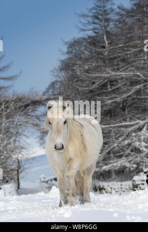 Schnee fiel Ponys auf einem ländlichen Anschluss nach einem Schneesturm, fiel Ende, Cumbria, UK abgedeckt. Stockfoto