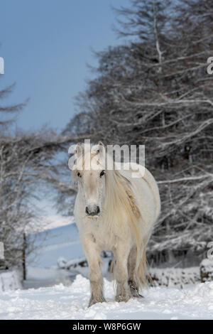 Schnee fiel Ponys auf einem ländlichen Anschluss nach einem Schneesturm, fiel Ende, Cumbria, UK abgedeckt. Stockfoto