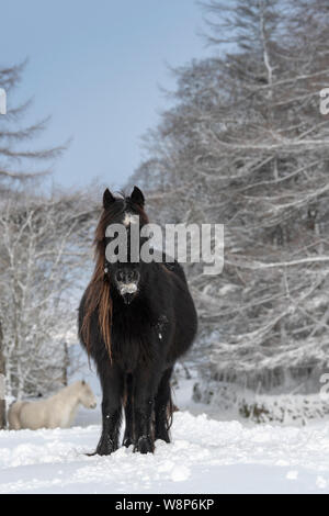 Schnee fiel Ponys auf einem ländlichen Anschluss nach einem Schneesturm, fiel Ende, Cumbria, UK abgedeckt. Stockfoto