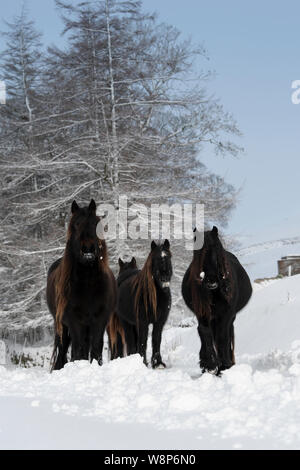 Schnee fiel Ponys auf einem ländlichen Anschluss nach einem Schneesturm, fiel Ende, Cumbria, UK abgedeckt. Stockfoto