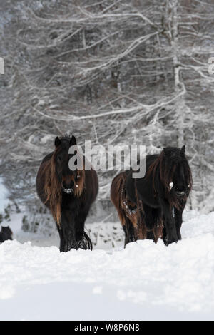 Schnee fiel Ponys auf einem ländlichen Anschluss nach einem Schneesturm, fiel Ende, Cumbria, UK abgedeckt. Stockfoto