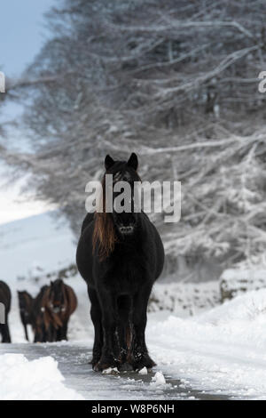 Schnee fiel Ponys auf einem ländlichen Anschluss nach einem Schneesturm, fiel Ende, Cumbria, UK abgedeckt. Stockfoto