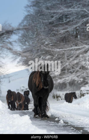 Schnee fiel Ponys auf einem ländlichen Anschluss nach einem Schneesturm, fiel Ende, Cumbria, UK abgedeckt. Stockfoto