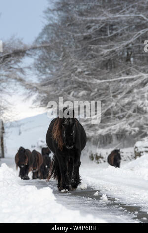 Schnee fiel Ponys auf einem ländlichen Anschluss nach einem Schneesturm, fiel Ende, Cumbria, UK abgedeckt. Stockfoto