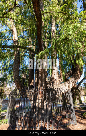 Mucronatum Ahuehuete (Taxodium distichum), die der älteste Baum in Madrid. Parque del Buen Retiro, Madrid, Spanien Stockfoto