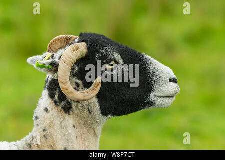 Swaledale Ewe mit geschoren Fleece und Curly Hörner. Close Up, Kopf und Schultern. Nach rechts. Sauber, grünen Hintergrund. Landschaft, Raum für Kopie Stockfoto