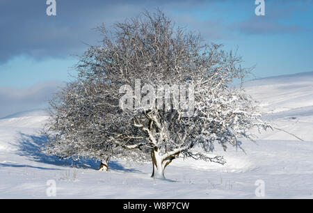 Isolierte Hawthorn tree auf Moorland, mit Schnee bedeckt. Cumbria, Großbritannien. Stockfoto
