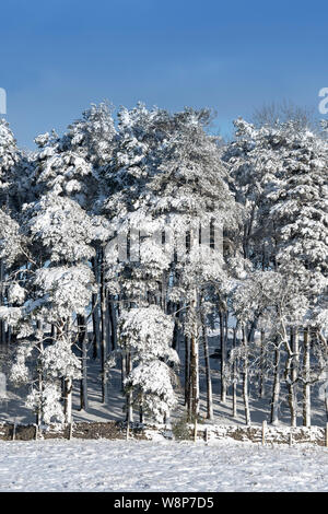 Conifer Plantage im Schnee nach einem Schneesturm, Ravenstonedale, Cumbria, UK abgedeckt. Stockfoto