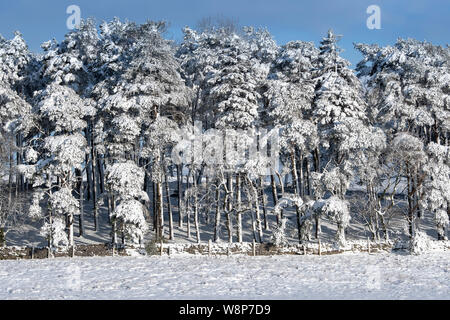 Conifer Plantage im Schnee nach einem Schneesturm, Ravenstonedale, Cumbria, UK abgedeckt. Stockfoto